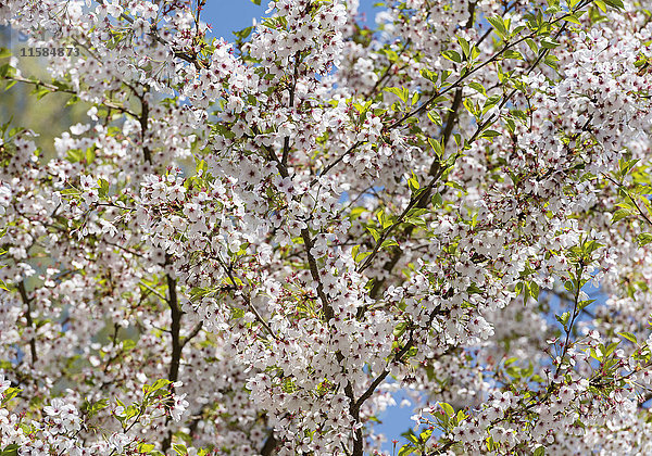 Kirschblüten  Nahaufnahme