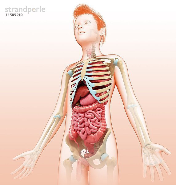 Anatomie eines Teenagers  Illustration
