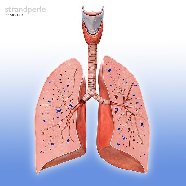 Illustration der Anatomie der menschlichen Lunge.