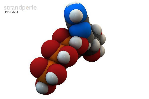 Adenosintriphosphat (ATP)-Molekül. Funktioniert als Neurotransmitter  RNA (Ribonukleinsäure)-Baustein und Energieübertragungsmolekül. Die chemische Formel lautet C10H16N5O13P3. Die Atome sind als Kugeln dargestellt: Kohlenstoff (grau)  Wasserstoff (weiß)  Stickstoff (blau)  Sauerstoff (rot)  Phosphor (orange). Illustration.