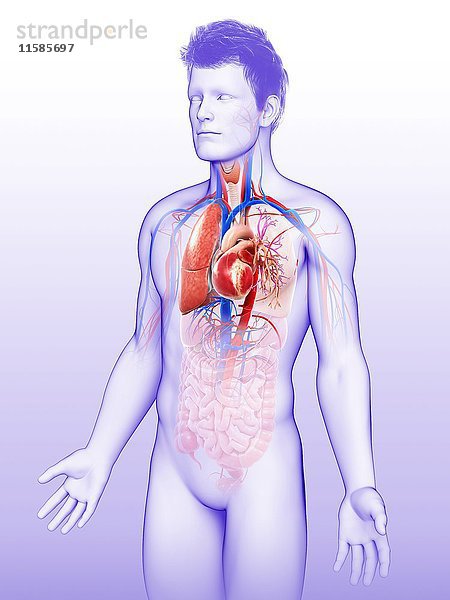 Illustration des männlichen Herz-Lungen-Systems.