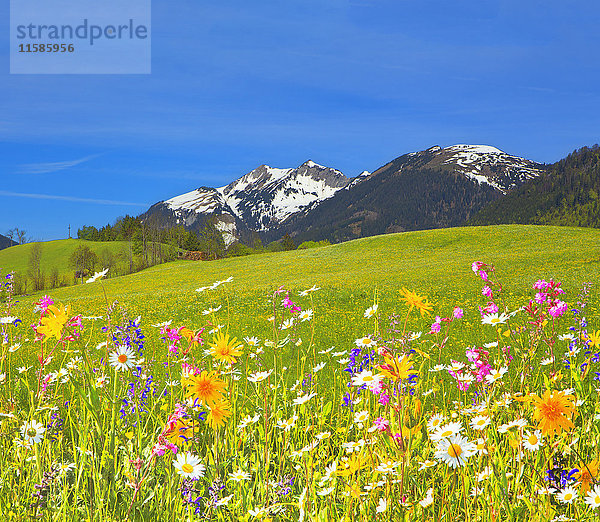 Blumenwiese und Sonnwendjoch  Hinterthiersee  Tirol  Österreich  Europa