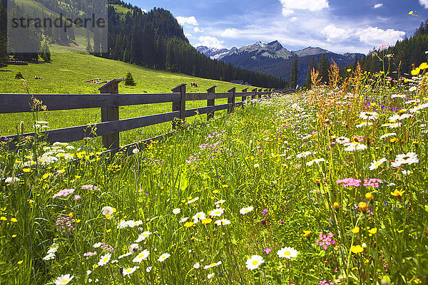 Blumenwiese und Lechtaler Alpen  Tirol  Österreich  Europa