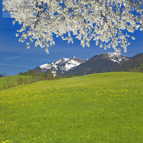 Kirschbaum und Wiese  Mangfallgebirge  Tirol  Österreich  Europa