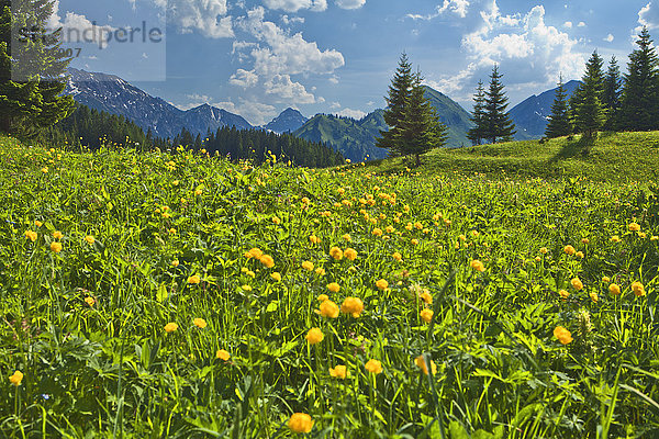 Blumenwiese  Lechtaler Alpen  Berwang  Tirol  Österreich  Europa