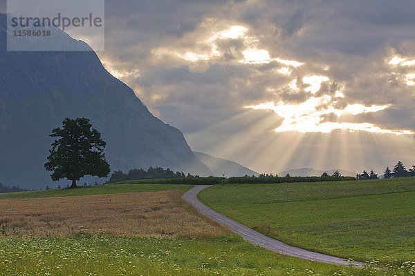 Maisfelder  Mieminger Plateau  Tirol  Österreich  Europa