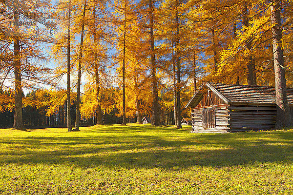 Lärchenwald im Herbst  Mieminger Plateau  Tirol  Österreich  Europa