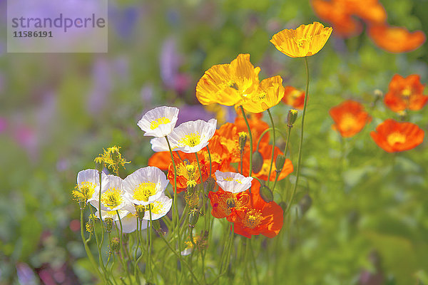 Papaver alpinum im Garten