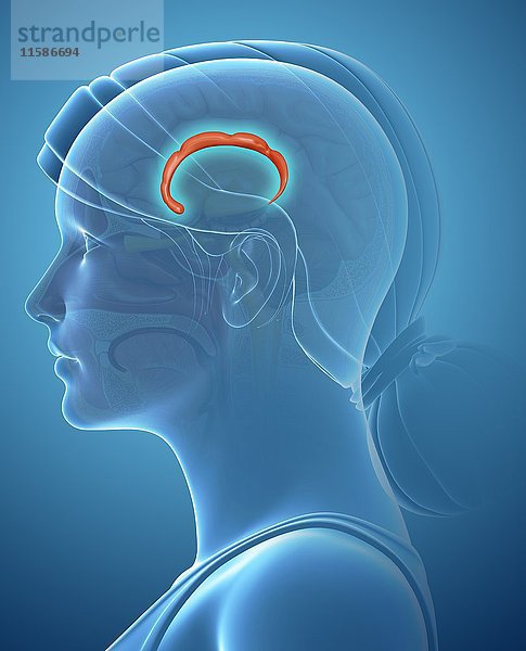 Illustration des Gyrus cingulatus im Gehirn.