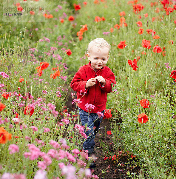 Kleinkind Junge geht im Blumenfeld spazieren