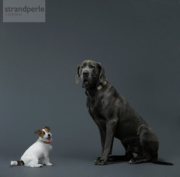 Doppelporträt von kleinem und großem Hund