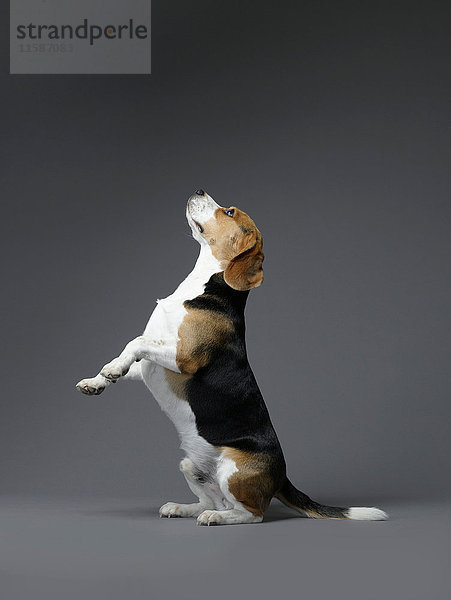 Beagle auf dem Hinterbein sitzend