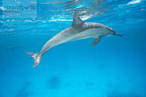 Spinner Delphin
