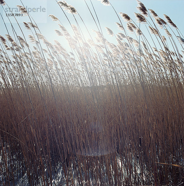 Gras weht im Wind