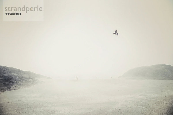 Vogel und Menschen am Nebelstrand  Tofino  Vancouver Island  Kanada