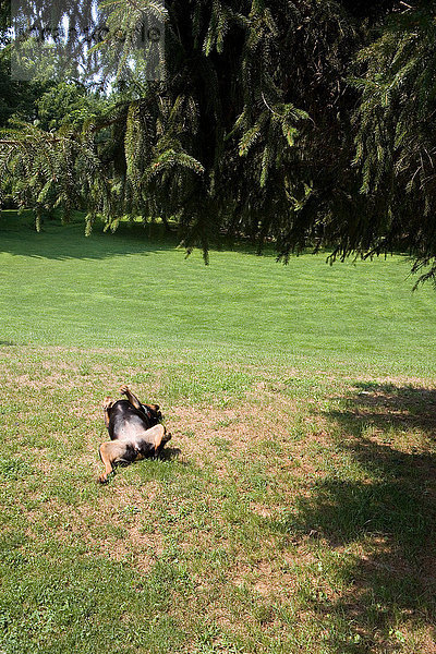Auf Gras rollender Hund