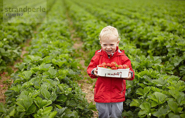 Junge pflückt Erdbeeren auf dem Feld