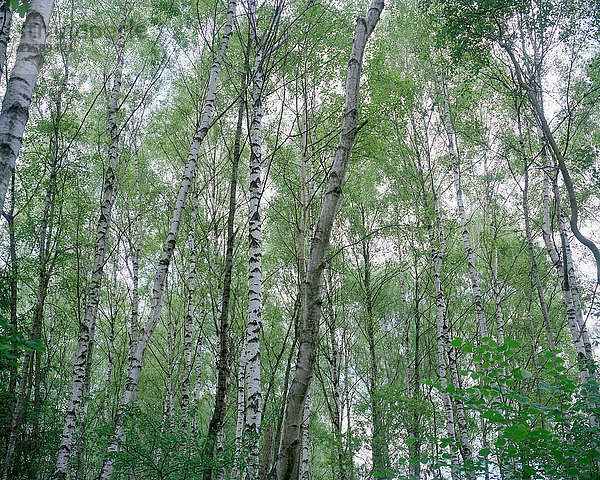 Birkenbäume