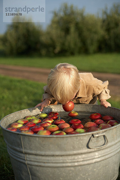 Junge Apfel wippt