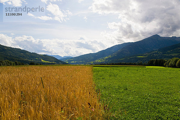 Haferfeld und Weide auf dem Bauernhof