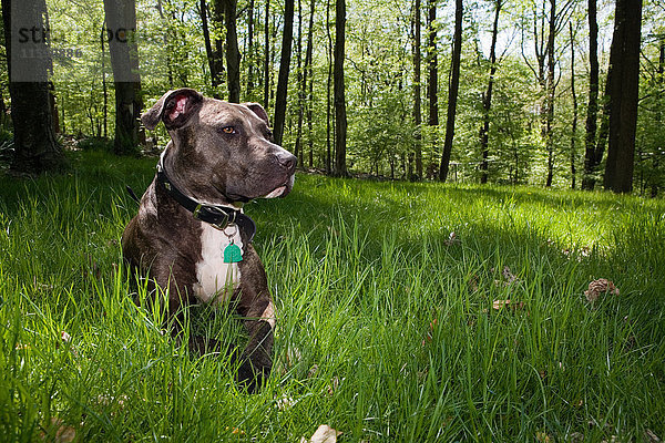Hund sitzt im Gras im Wald
