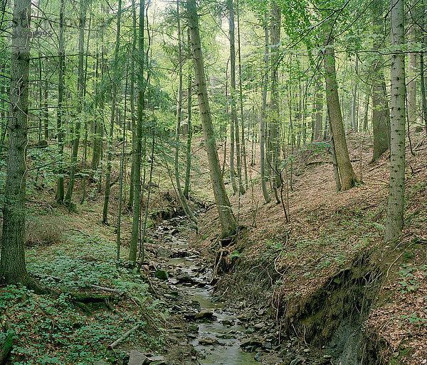 Bach  der durch einen Wald fließt