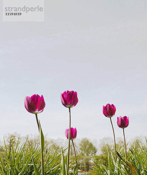 Violette Tulpen im Park  Nahaufnahme