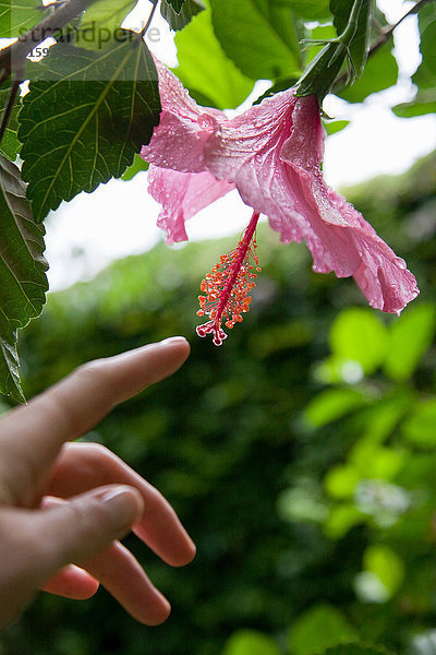 Frauenhand berührt Hibiskusblüte