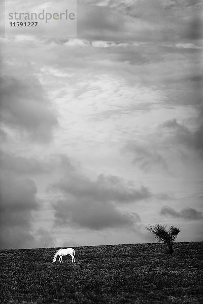 Weisses Pferd im Feld unter stürmischem Himmel