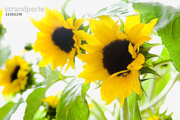 Sonnenblumen  Nahaufnahme