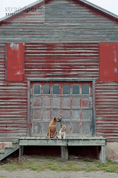 Zwei Hunde sitzen zusammen auf einer Holzveranda