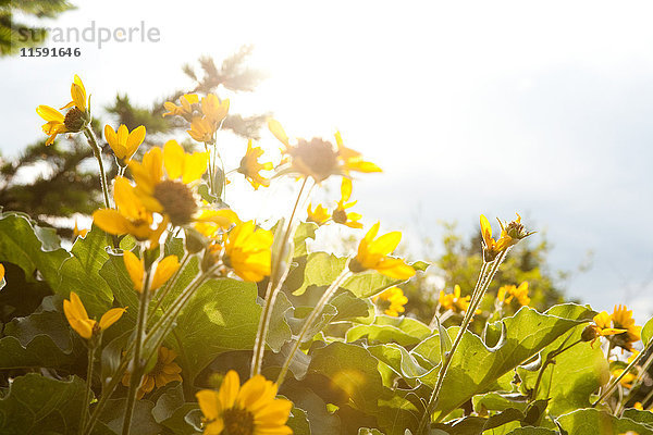 Gelbe Blumen  Nahaufnahme