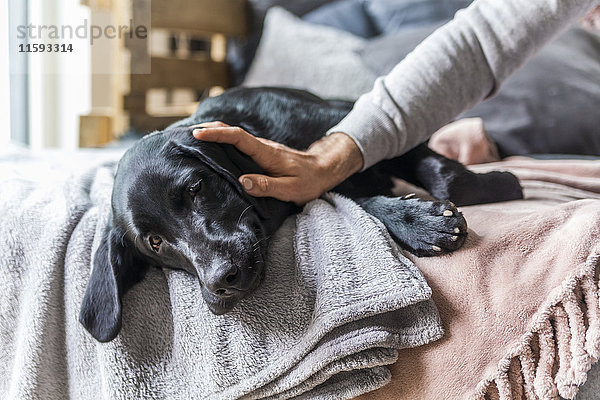 Männerhand streichelnder Hund auf der Couch liegend