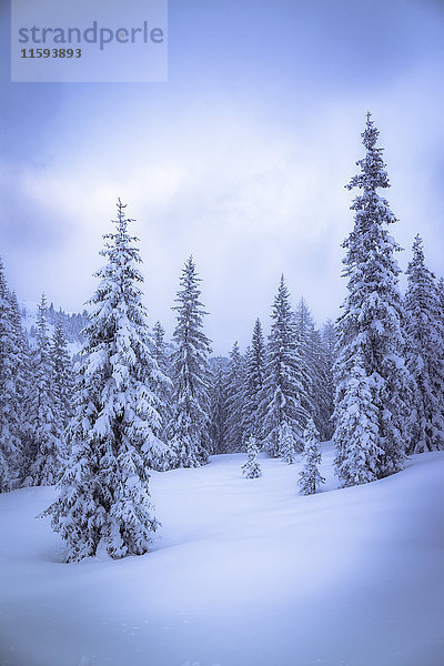 Österreich  Hochkönig  Nadelwald im Winter