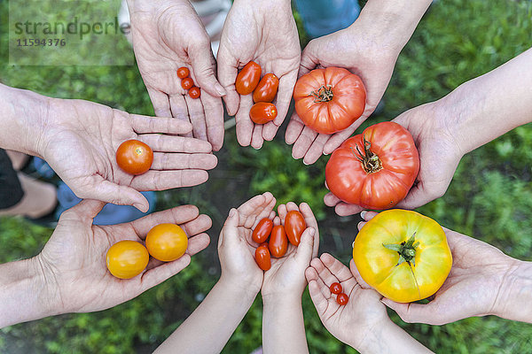 Hände von fünf Personen  die verschiedene Tomatenarten halten.