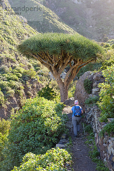 Spanien  Kanarische Inseln  Teneriffa  Frau auf dem Wanderweg  Kanarische Inseln Drachenbaum