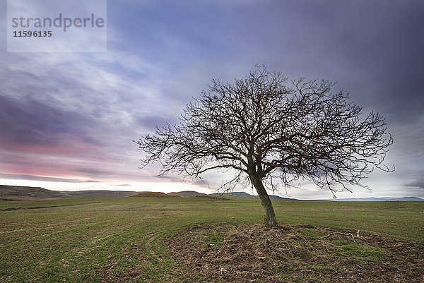 Spanien  Burgos  Landschaft mit einem einsamen Baum in der Abenddämmerung