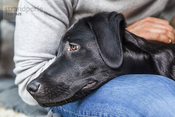 Kopf eines schwarzen Hundes auf dem Schoß seines Besitzers