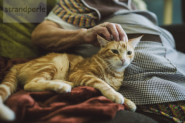 Hand der älteren Frau streichelt Tabbykatze