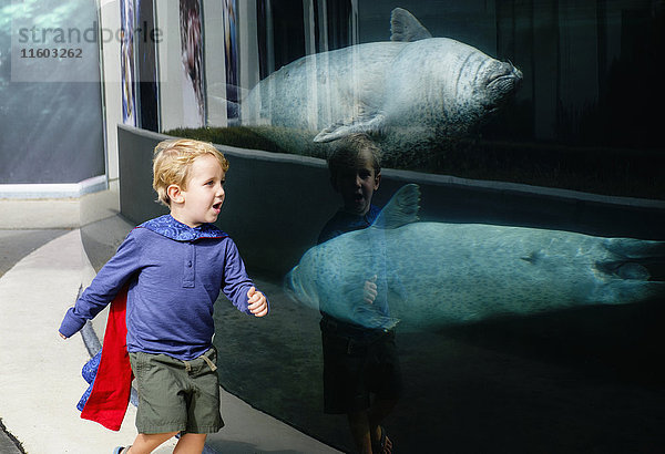Kaukasischer Junge läuft im Aquarium in der Nähe von schwimmenden Robben