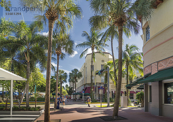 Palmen auf städtischem Bürgersteig  Miami Beach  Florida  Vereinigte Staaten