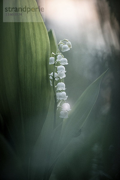 Nahaufnahme von weißen glockenförmigen Blüten