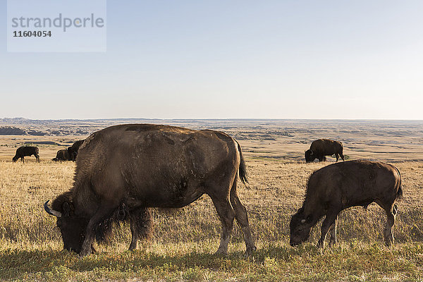 Bison grasend auf einem abgelegenen Feld  Badlands National Park  South Dakota  Vereinigte Staaten
