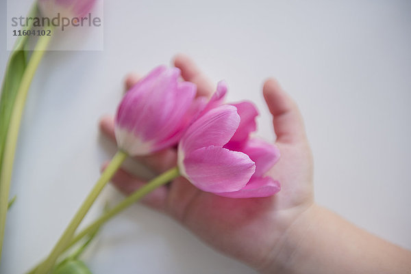 Hand eines kaukasischen Mädchens  das Tulpen hält