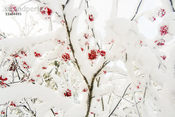 Rote Beeren auf schneebedeckten Zweigen