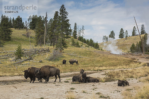 Bison auf einem Feld in der Nähe eines Geysirs  Yellowstone National Park  Wyoming  Vereinigte Staaten