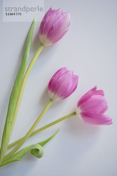 Drei rosa Tulpen