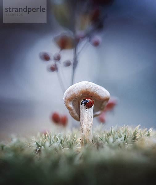 Marienkäfer auf Pilz