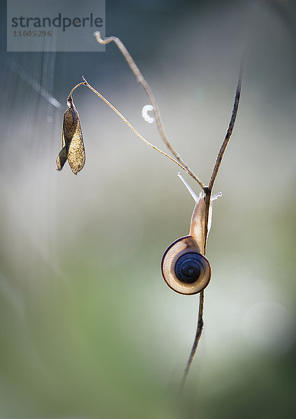 Schnecke klettert auf Stock