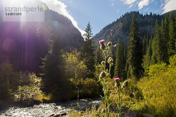 Blumen am Bergbach